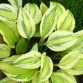 Hosta par couleur de feuillage