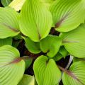 Hostas à feuillage vert 