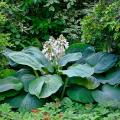 Hostas géants