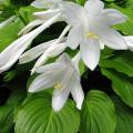 Hostas parfumés