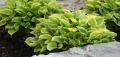 Hostas