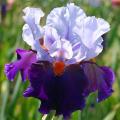 Iris Germanica