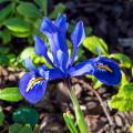 Iris reticulata