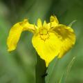 Iris pseudacorus - Iris des marais