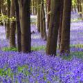 Jacinthes des bois