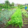 Jardin productif et vivrier