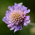 Knautia