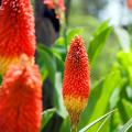 Kniphofias