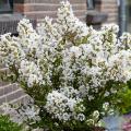 Lilas des Indes blancs