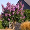 Lilas des Indes grande taille