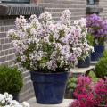 Lilas des Indes nain 