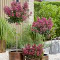 Lilas des Indes par hauteur