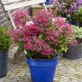 Lilas des Indes pour pots