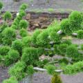 Larix (Mélèze)