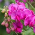 Lathyrus - Gesse