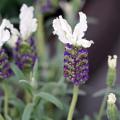 Lavande papillon