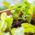 Légumes par saison de plantation