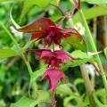 Leycesteria - Arbre-aux-faisans