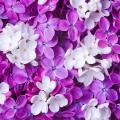 Lilas par couleur de fleurs