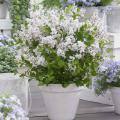 Lilas blanc