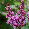 Lilas à fleurs doubles