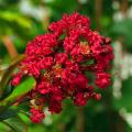 Lilas des Indes - Lilas d'été - Lagerstroemia 