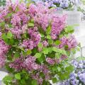 Lilas de haie