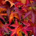 Liquidambar