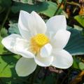 Lotus blancs