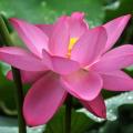 Lotus roses