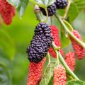Mûriers à fruits - Morus