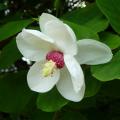 Magnolias à fleurs blanches