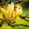 Magnolias à fleurs jaunes