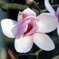 Magnolias à fleurs roses