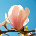 Magnolias à floraison printanière