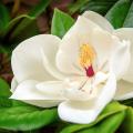 Magnolias à grandes fleurs