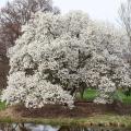 Magnolias de grande taille