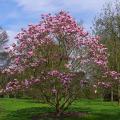 Magnolias de petite taille