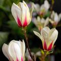 Magnolias par couleur de fleurs 