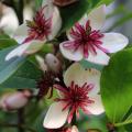 Magnolias parfumés