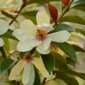 Magnolias persistants