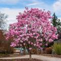 Magnolias pour pot