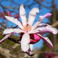 Magnolias étoilés