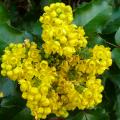 Mahonia parfumés