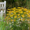 Marguerites et Cie