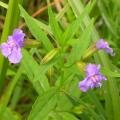 Mimulus