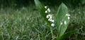 Muguet