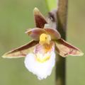Orchidées Rustiques