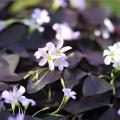 Oxalis