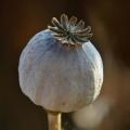 Graines de Pavot somnifère - Papaver somniferum
